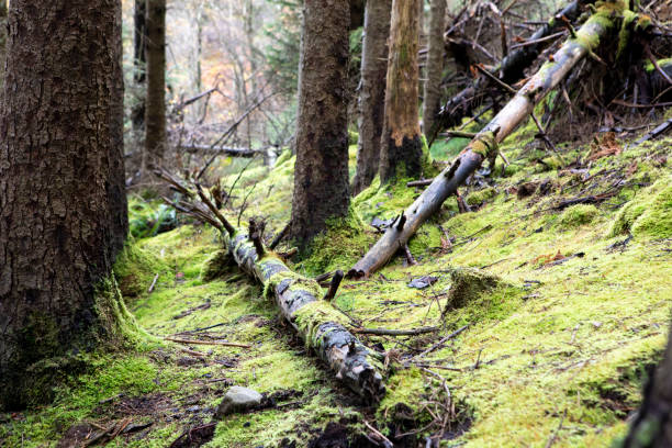 istock Fallen trees and moss on the forest floor 1439138429