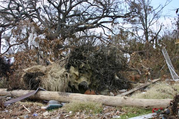 tiro grande angular de diferentes árvores e arbustos ao lado do outro nas consequências de um furacão - tornado natural disaster damaged house - fotografias e filmes do acervo