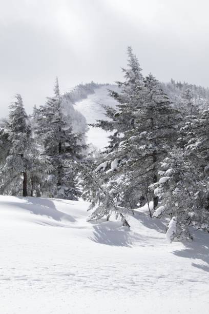 istock Trees of the forest on a mountain covered in snow during winter 1439138613