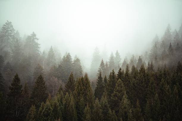 istock Trees next to each other in the forest covered by the creeping mist 1439140009