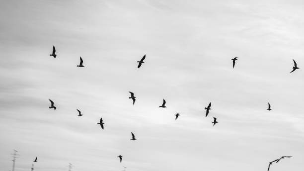A panoramic shot of flying birds with a cloudy sky in the background