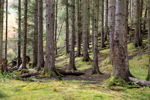 istock Fallen trees and moss on the forest floor 1439140224