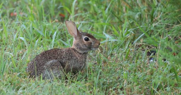 istock Wild hare on the grass, Closeup shot 1439140369