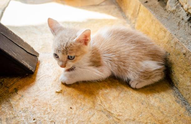 молодая кошка чувствует себя испуганной и одинокой на бетонном полу - sadness domestic cat kitten humor стоковые фото и изображения