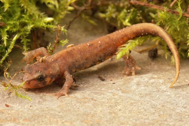 istock Closeup of a terrestrial juvenile. 1439140493
