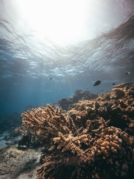 istock Underwater reefs and corals of the Red Sea. 1439140607