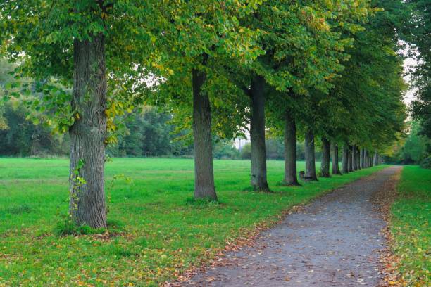 istock View of a narrow pathway through the trees and grass field in a greenery 1439140714