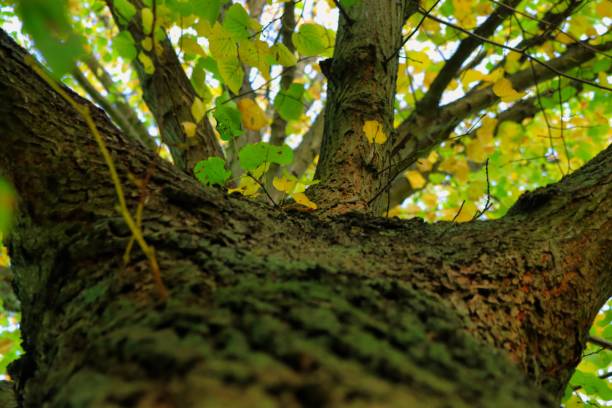 The low-angle view of a tree with leafy branches on an autumn day