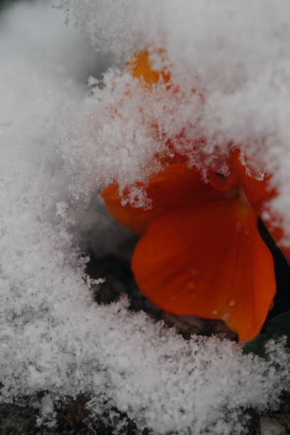 Orange violet tricolor under the snow. Purple violet tricolor under the snow. A bright bearded flower under the snow. Flowers under the spring snow. Snow is like a blanket for flowers. viola tricolor es una flor silvestre común, que crece como una planta perenne anual o de corta duración. la especie también se conoce como pensamiento salvaje, johnny jump up, pensamiento amarillo, heartsease, heart's ease, heart's delight, tickle-my-fa