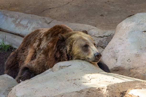 istock Brown bear (Ursus arctos) resting on a rock at the zoo 1439141501