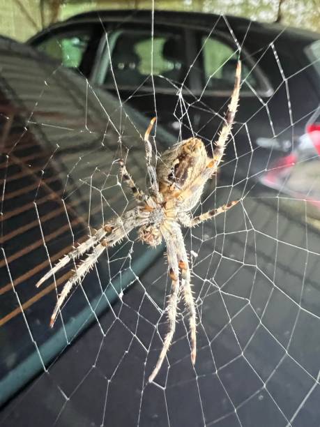 istock Vertical shot of a European garden spider on a spiderweb 1439142368