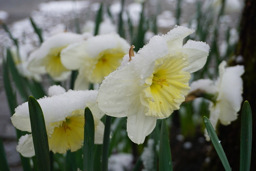 Yellow narcissus flower under the snow. Early narcissus in the snow. The narcissus flower bends under the weight of snow. April snow. Spring snow in the park.