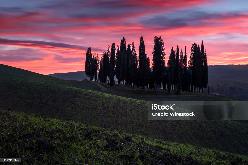 Silhouette of trees in San Quirico D'Orcia, Italy at sunset A silhouette of trees in San Quirico D'Orcia, Italy at sunset Agriculture Stock Photo