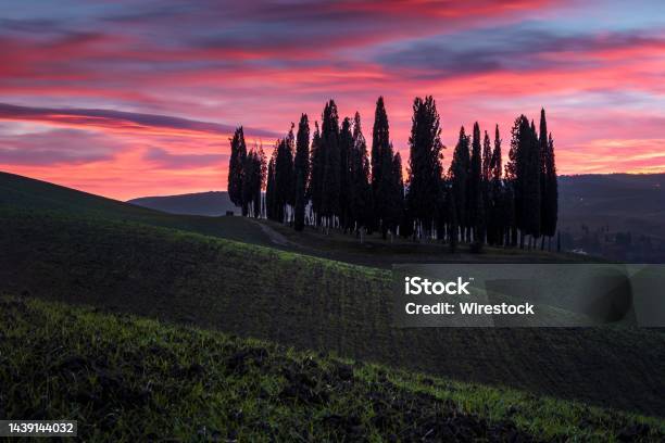 Silhouette Of Trees In San Quirico Dorcia Italy At Sunset Stock Photo - Download Image Now