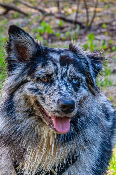 istock Vertical shot of an Australian Collie dog 1439144068