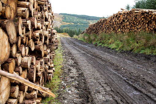 The forestry industry in Scotland