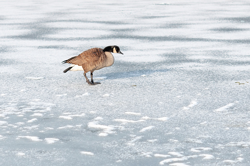 Late migrant bird in a frozen lake