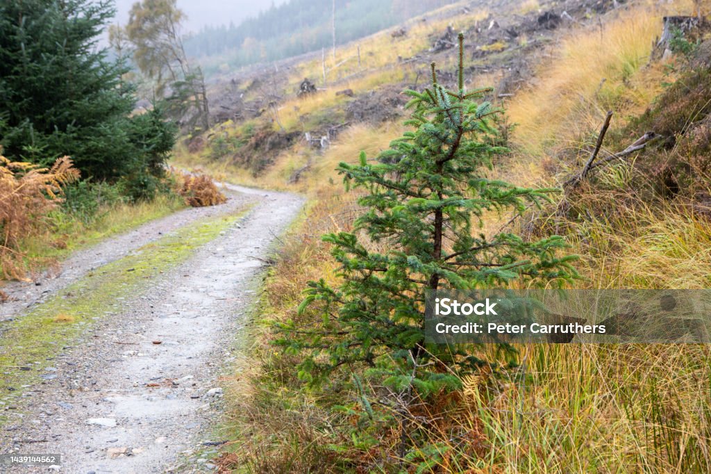Cleared Tree Path Block Path Through A Cleared Forest With New Growth By The Road Side Stock ...