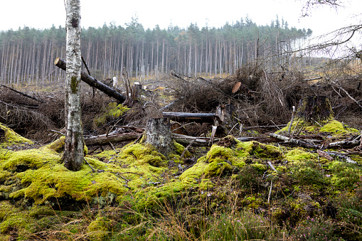Deforestation in Scotland