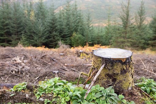 Cracked trunk cross section in forest