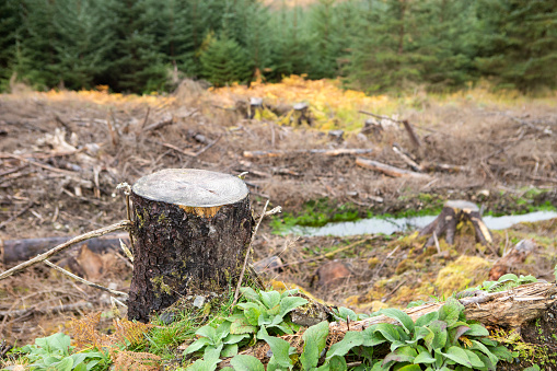 Deforestation in Scotland