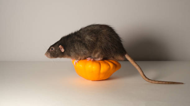 istock Black rat and orange pumpkin. 1439145083