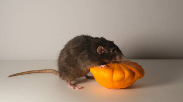 istock Black rat and orange pumpkin. 1439145121