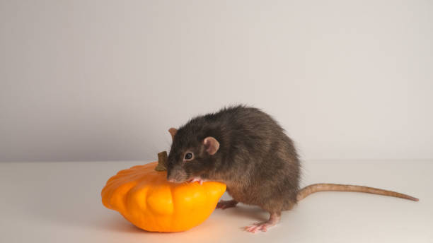 istock Black rat and orange pumpkin. 1439145147
