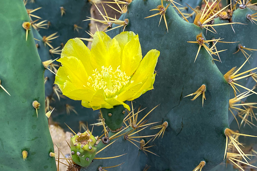 Yellow cactus flower,  Closeup natural desert flower