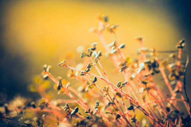 Close-up of small grass with green leaves and red stems. Macro plant scene.