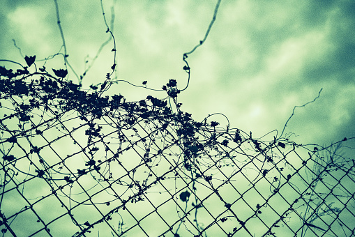 Barbed wire fence with vines, vines fluttering in strong wind on cloudy day.