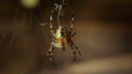 istock A spider sitting on a web waiting for a victim 1439148012