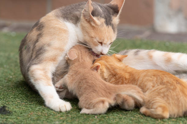 cat parent and child cat parent and child preening stock pictures, royalty-free photos & images
