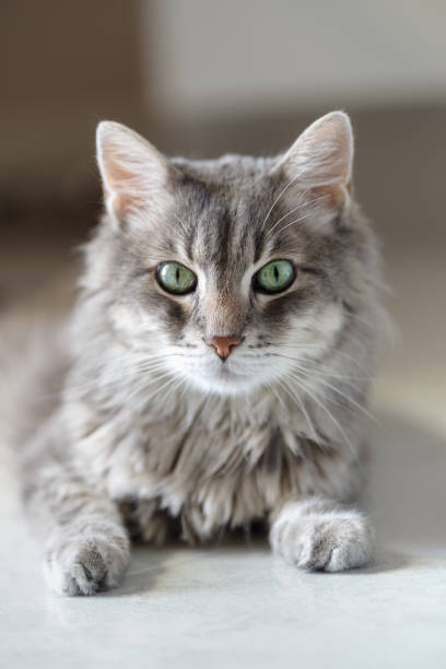 istock 14 year old domestic cat 1439148214