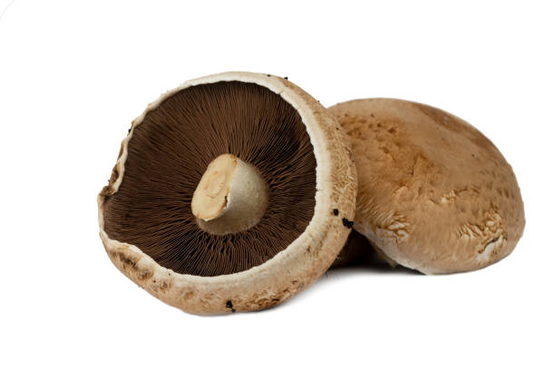 istock the fresh brown portobello mushroom 1439148423
