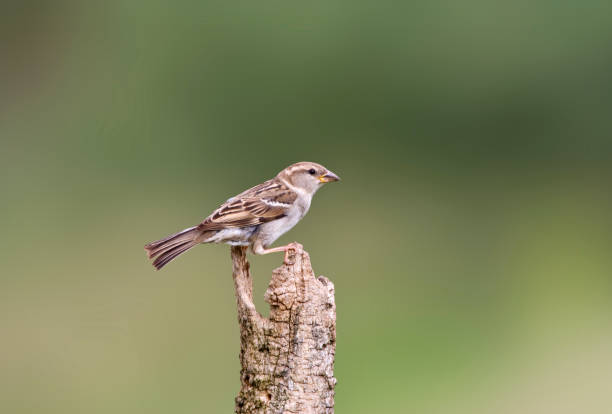 istock Huismus, House Sparrow, Passer domesticus 1439149885