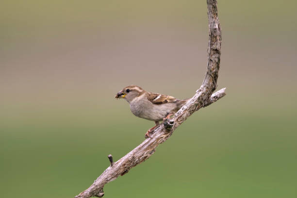 istock Huismus, House Sparrow, Passer domesticus 1439149887