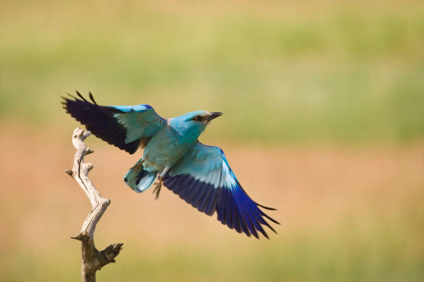 istock Scharrelaar, European Roller, Coracias garrulus 1439150001