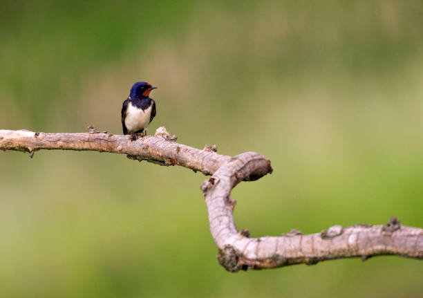 istock Boerenzwaluw, Barn Swallow, Hirundo rustica 1439150034