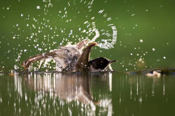 istock Zwartkop, Blackcap, Sylvia atricapilla 1439150068