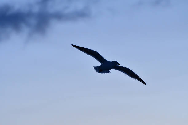 istock Bird watching with floating ices in winter 1439150112
