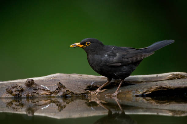istock Merel, Common Blackbird, Turdus merula 1439150178