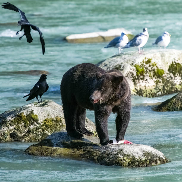istock A grizzly eating salmon in Alaska 1439150466