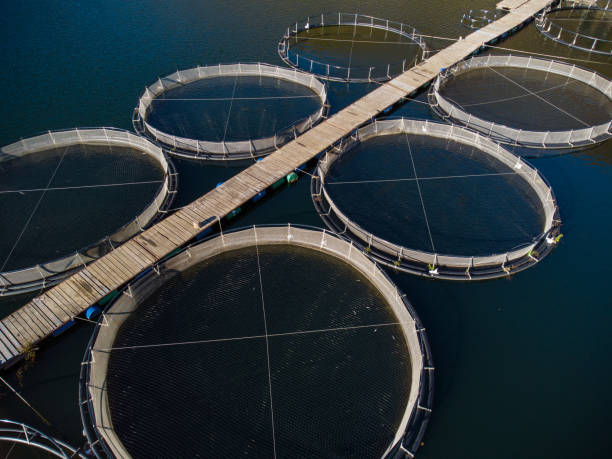 istock trout fish farm in the river aerial view 1439151172