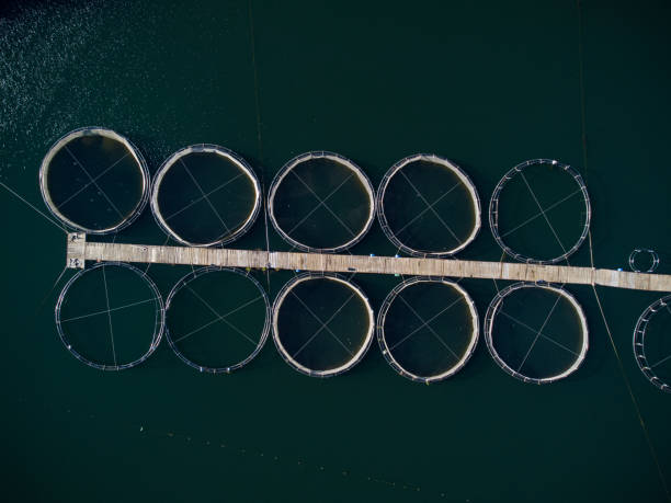 istock trout fish farm in the river aerial view 1439151181