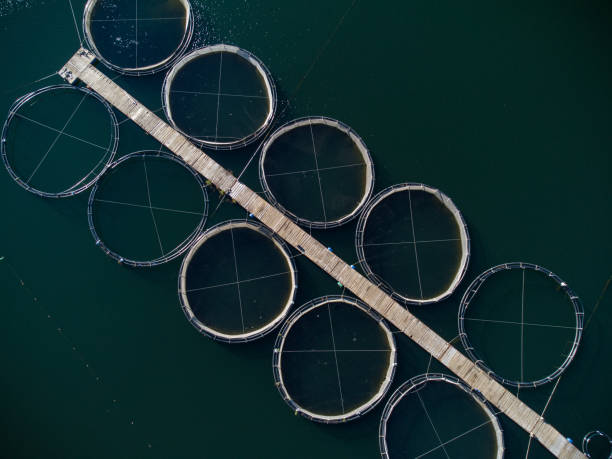 istock trout fish farm in the river aerial view 1439151182