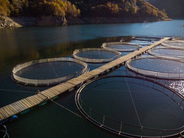 istock trout fish farm in the river aerial view 1439151183