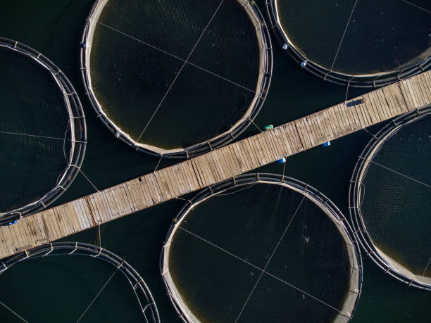 istock trout fish farm in the river aerial view 1439151185
