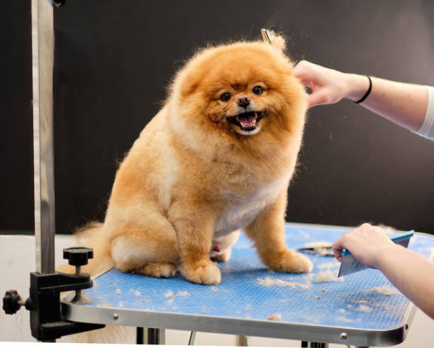 istock Pomeranian Spitz on the grooming table during a haircut 1439151282