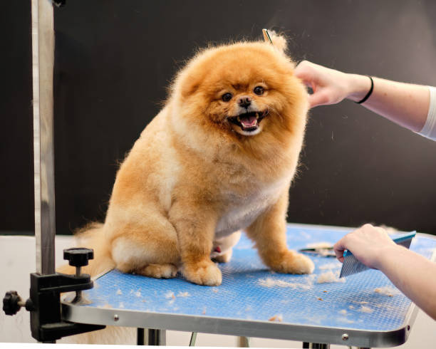 pomerânia spitz na mesa de preparação durante um corte de cabelo - show dog - fotografias e filmes do acervo